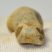  Ursus spelaeus toe bone (41 mm) proximal phalanges