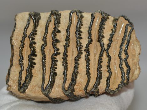 Elephas antiquus részleges fog (518 gramm)