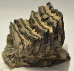 Mammuthus primigenius részleges fog (503 gramm)