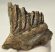 Mammuthus primigenius részleges fog (503 gramm)