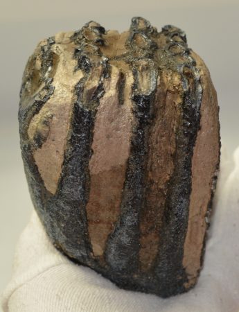 Mammuthus meridionalis partial tooth (1001 grams) SOLD (E) 10