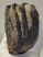 Mammuthus meridionalis partial tooth (1001 grams) SOLD (E) 10