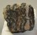 Mammuthus meridionalis partial tooth (1001 grams) SOLD (E) 10