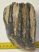Mammuthus meridionalis partial tooth (1001 grams) SOLD (E) 10