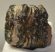 Mammuthus meridionalis partial tooth (1001 grams) SOLD (E) 10
