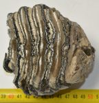 Mammuthus meridionalis részleges fog (841 gramm)