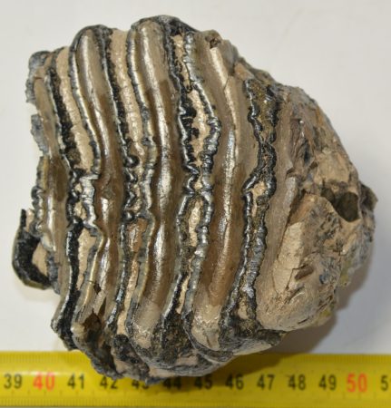 Mammuthus meridionalis részleges fog (841 gramm)