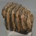 Mammuthus sp. részleges fog (1410 gramm)