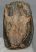 Mammuthus sp. részleges fog (1410 gramm)