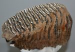 Mammuthus primigenius tooth (3992 grams) Woolly Mammoth