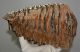Mammuthus primigenius tooth (3992 grams) Woolly Mammoth