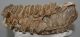 Mammuthus primigenius tooth (3992 grams) Woolly Mammoth