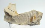 Mammuthus primigenius partial jaw bone (207 mm)