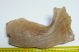 Mammuthus primigenius részleges állkapocs csont (207 mm)