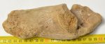 Bison priscus partial calcaneus bone