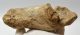 Bison priscus partial calcaneus bone