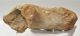 Bison priscus partial calcaneus bone