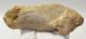 Bison priscus partial calcaneus bone