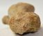 Bison priscus partial calcaneus bone