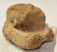 Bison priscus partial calcaneus bone