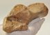Bison priscus partial calcaneus bone