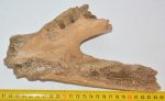 Woolly Rhino partial jaw bone (702 grams)