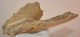 Woolly Rhino partial jaw bone (702 grams)