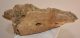 Woolly Rhino partial jaw bone (702 grams)