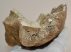 Woolly Rhino partial jaw bone (702 grams)