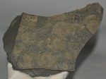 Dactyloceras ammonites from Ohmden