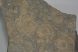 Dactyloceras ammonites from Ohmden