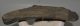 Dactyloceras ammonites from Ohmden