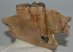Equus sp. partial jaw (175 mm)