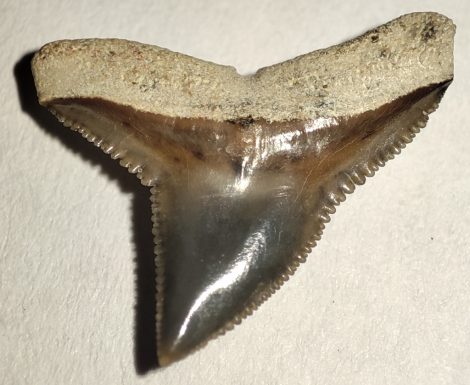 Carcharhinus egertoni shark tooth rom Florida