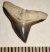 Carcharhinus egertoni shark tooth rom Florida