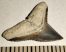 Carcharhinus egertoni shark tooth rom Florida