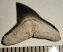 Carcharhinus egertoni shark tooth rom Florida