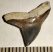 Carcharhinus egertoni shark tooth rom Florida