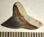 Carcharhinus egertoni shark tooth rom Florida