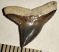 Carcharhinus egertoni shark tooth rom Florida