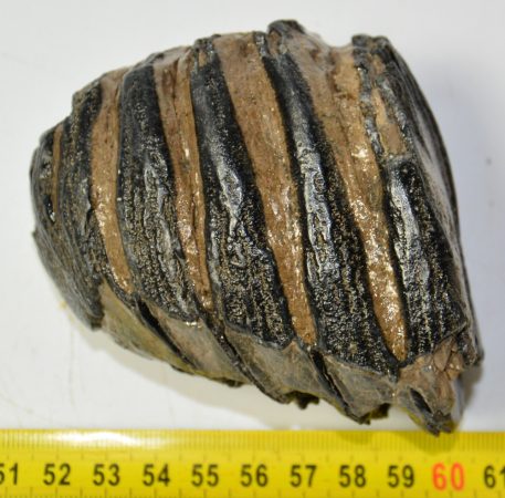 Mammuthus meridionalis részleges fog (495 gramm)