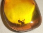Spider (Araneae) in Baltic amber