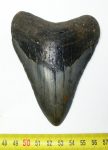   Otodus megalodon fossil shark tooth (108 mm) Carcharocles megalodon 