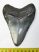 Otodus megalodon fossil shark tooth (108 mm) Carcharocles megalodon 