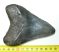Otodus megalodon cápa fog (108 mm) Carcharocles megalodon 