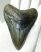 Otodus megalodon fossil shark tooth (108 mm) Carcharocles megalodon 