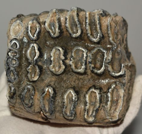 Mammuthus meridionalis partial tooth (1810 grams) SOLD (J) 09 Mammuthus meridionalis partial tooth (1810 grams) SOLD (J) 09
