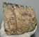 Mammuthus meridionalis partial tooth (1810 grams) SOLD (J) 09 Mammuthus meridionalis partial tooth (1810 grams) SOLD (J) 09