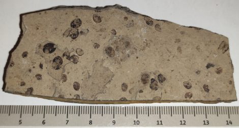 Eosestheria sp. from Liaoning