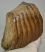 Mammuthus primigenius partial tooth (1757 grams) SOLD (R) 05
